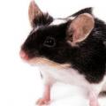 Quels sont les sons qui pourraient perturber les souris ?